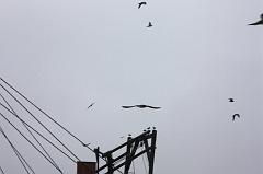 1224-Isole Ballestas,19 luglio 2013